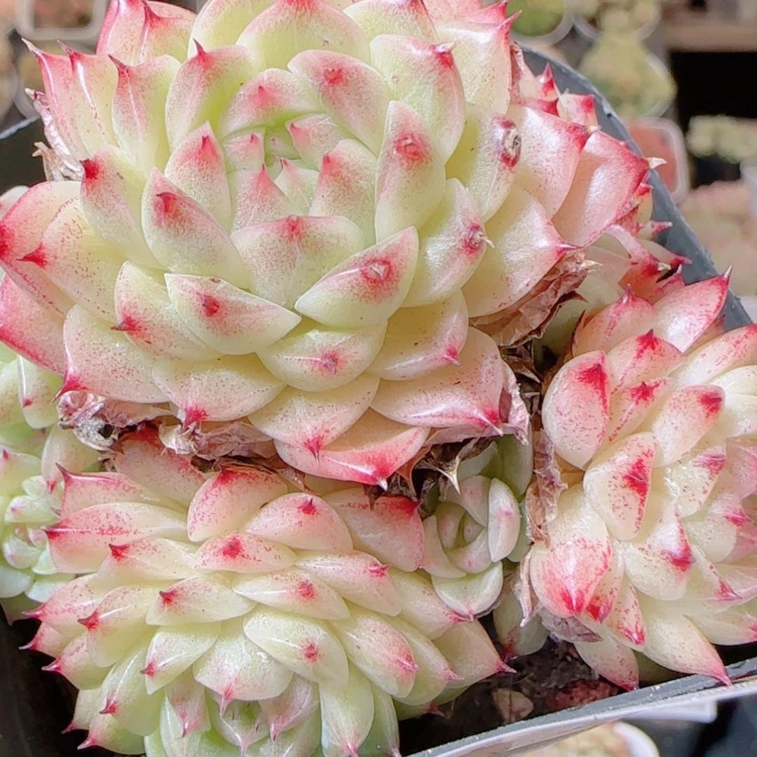 花语逸镜1115-240散