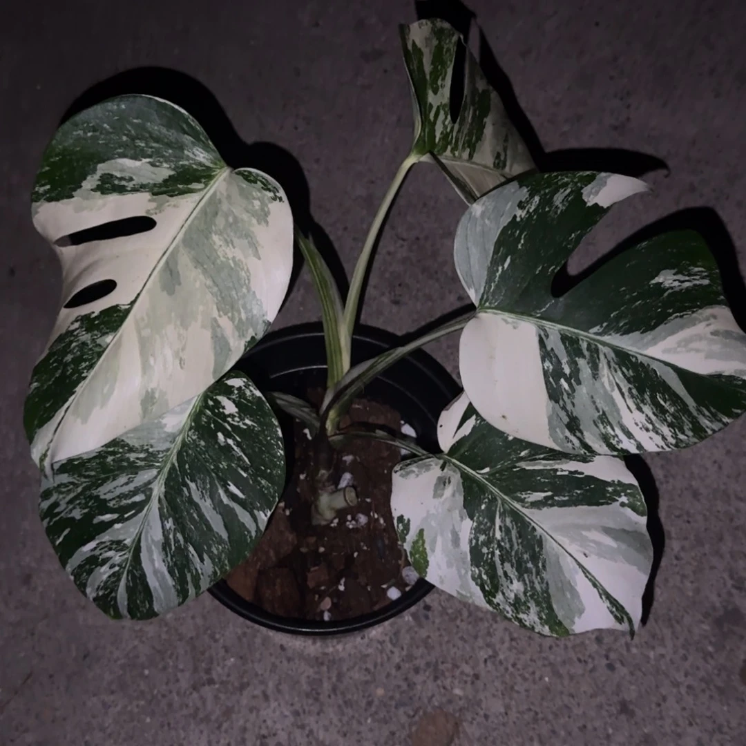 无花朵白锦龟背竹