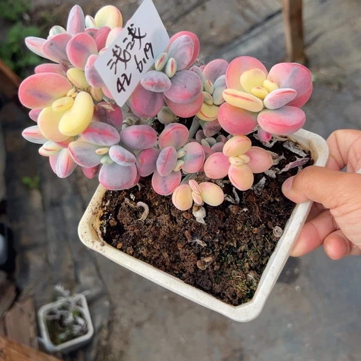 无花朵浅*差价福娘锦