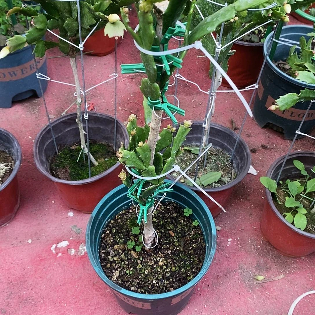 曹***姐完全开放福利款双层