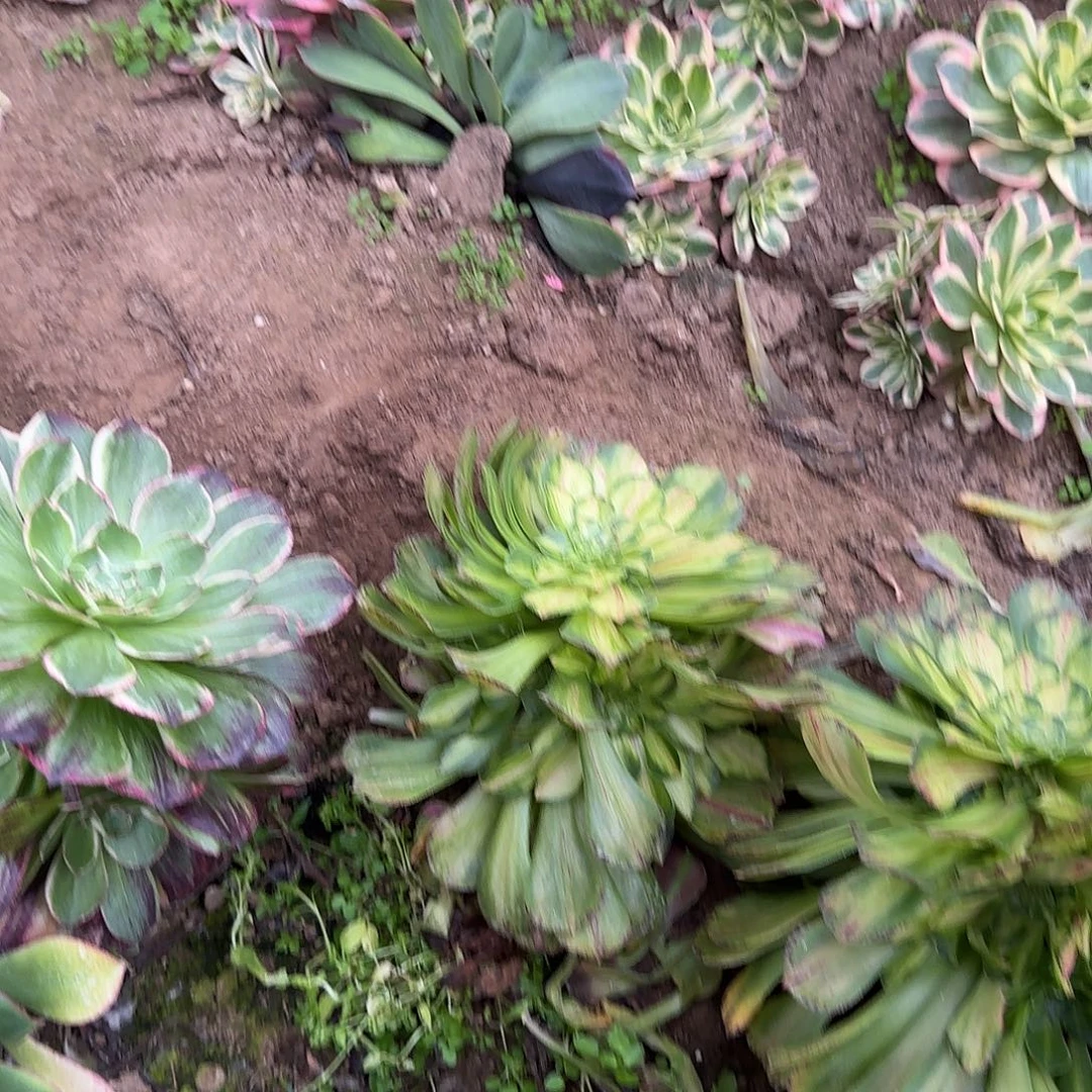 家***4097---知否。知否。知否无根