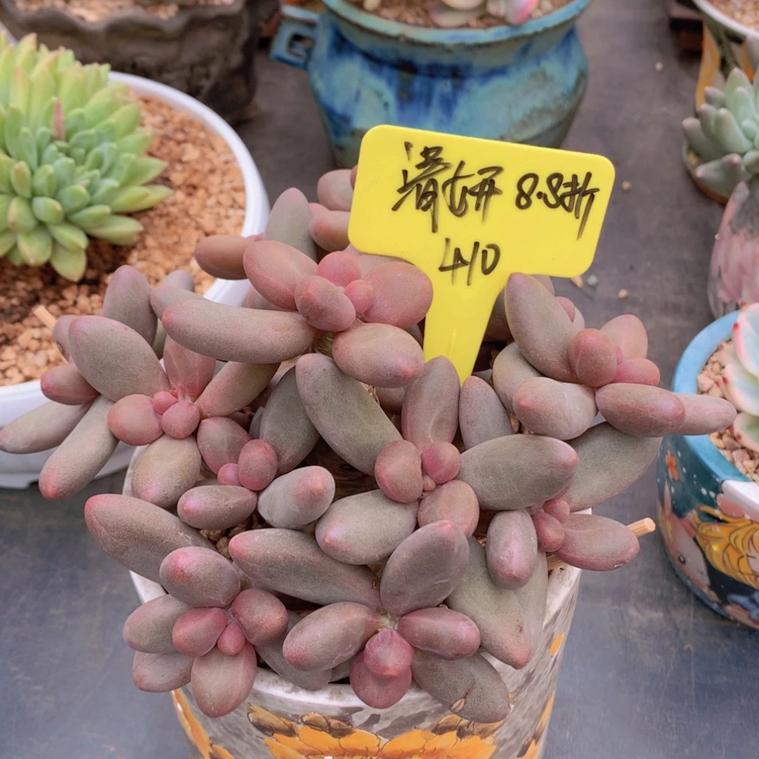 我家的小姐姐们都是我的小可爱