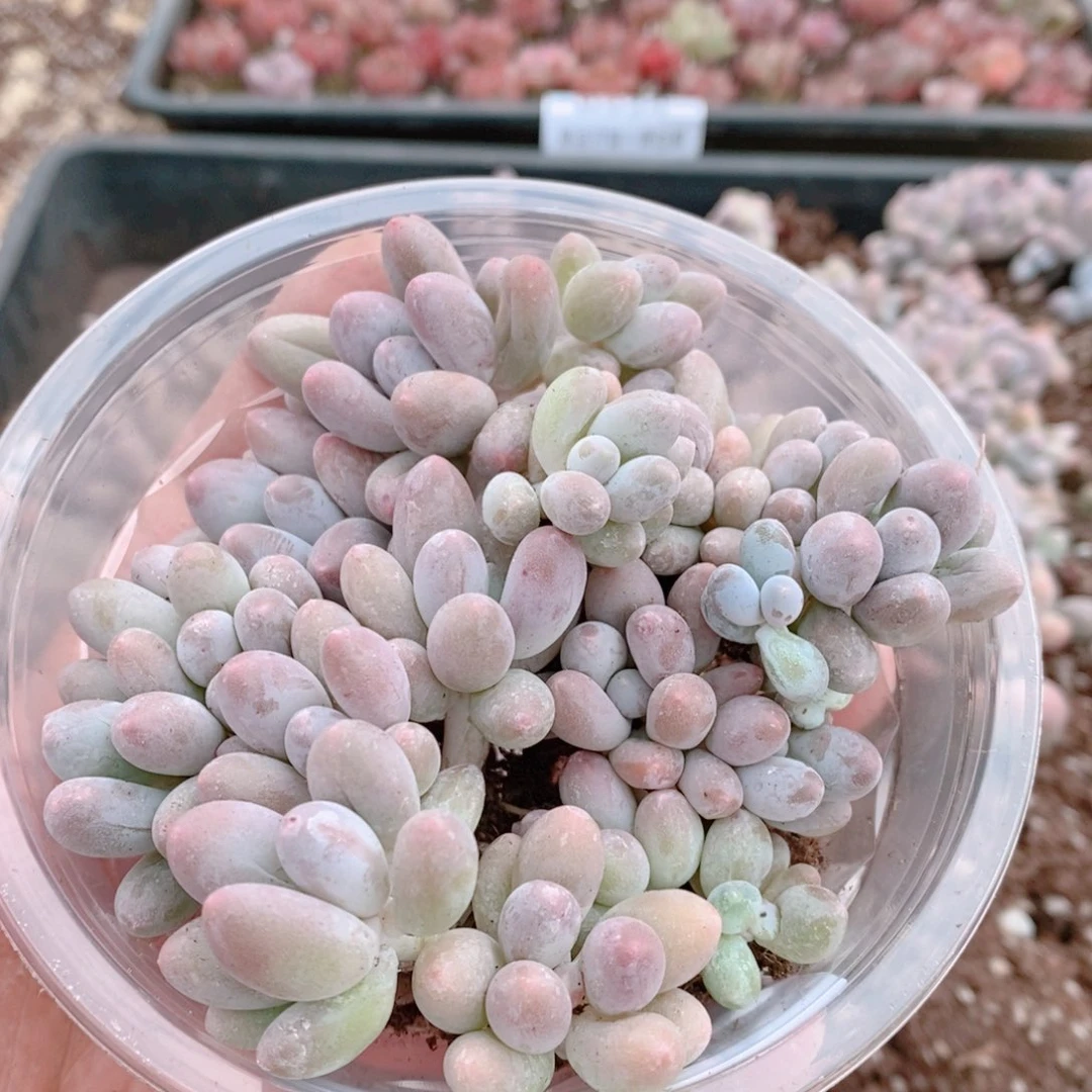 多肉植物精品切糕B344