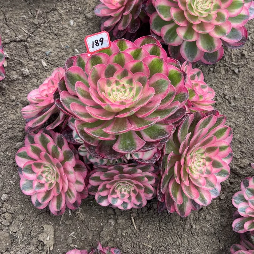 189多肉植物粉荔枝