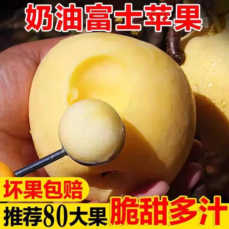 山东烟台黄金奶油富士苹果4.5斤脆甜多汁当季新鲜现货发