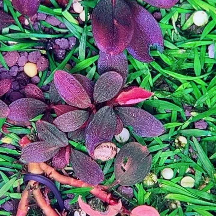 福利64号福利价植物一头