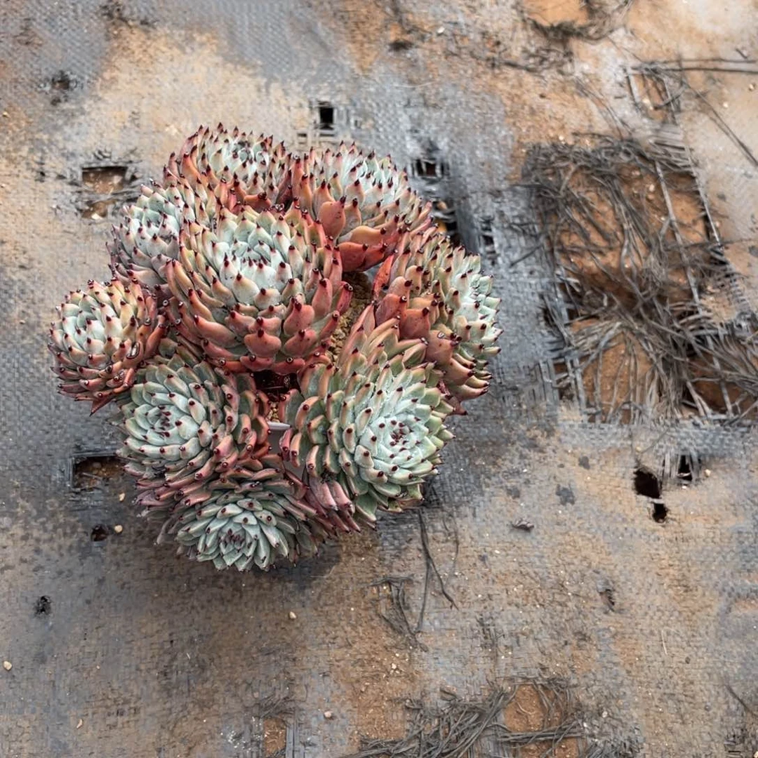 丽*梦171魔抓缀化多肉