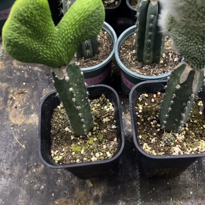 你***一完全开放嫁九位狐➕青蛇坠化脱土发