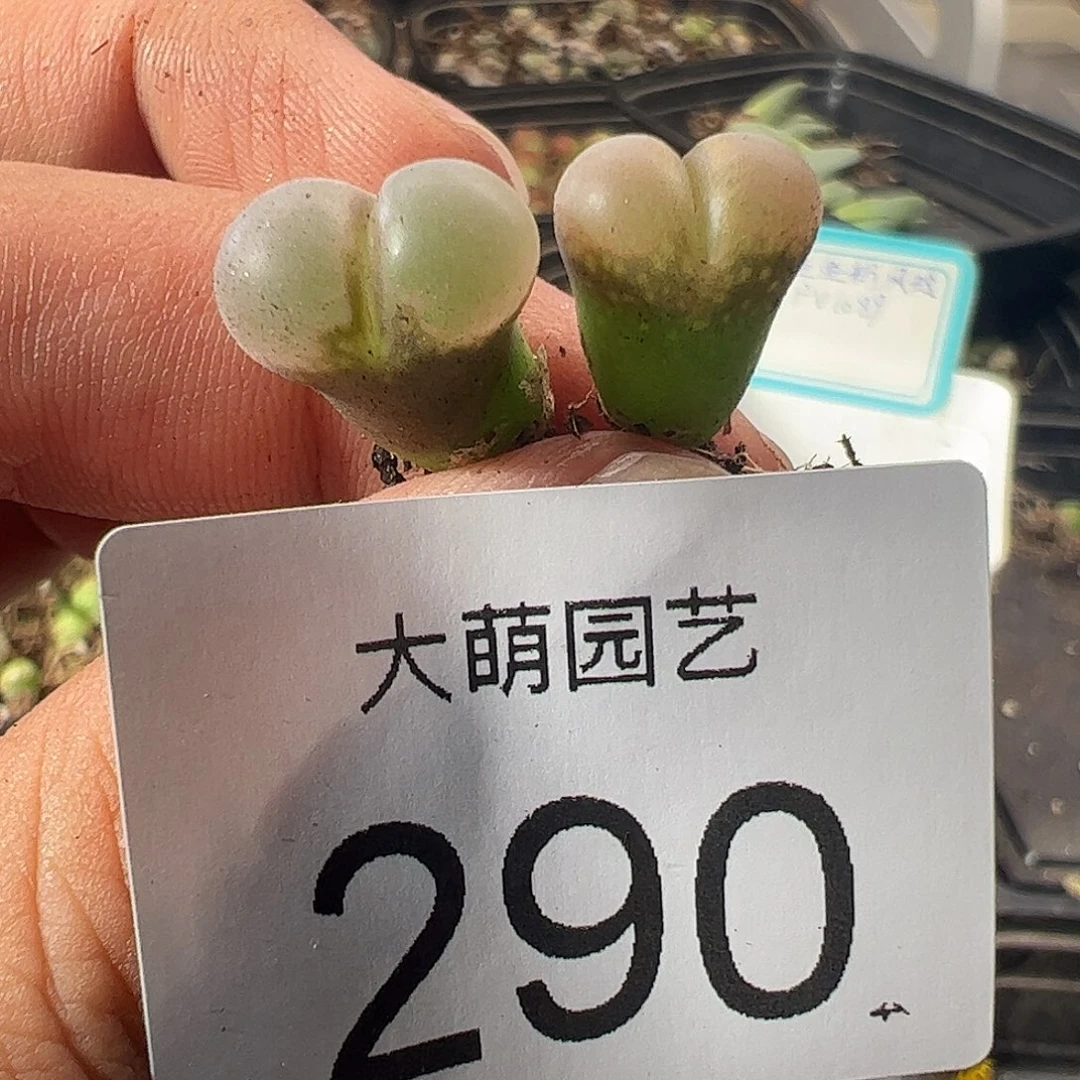 一物一拍正版PV1089鲑鱼粉。290