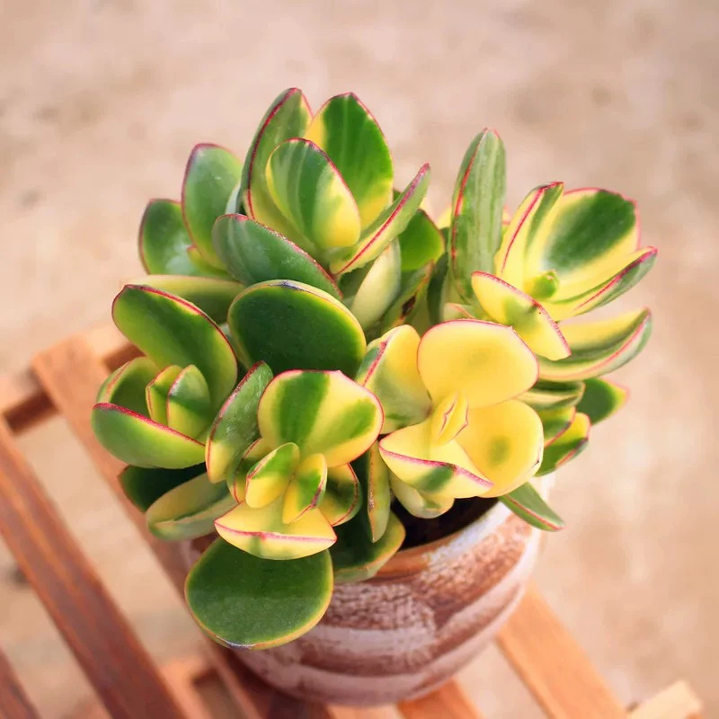 【满9.9包邮】新花月锦6.5cm盆脱土发多肉植物以直播间展示为主