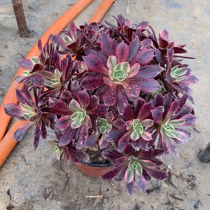 白婚纱8多肉植物法师的