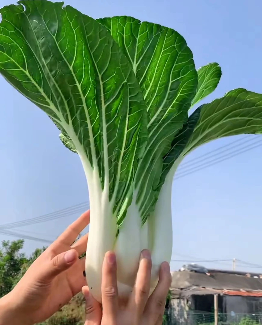 【天池白菜种子】家庭阳台小院盆栽地栽四季种植