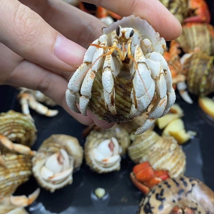 2.9口大小眼毛里求斯