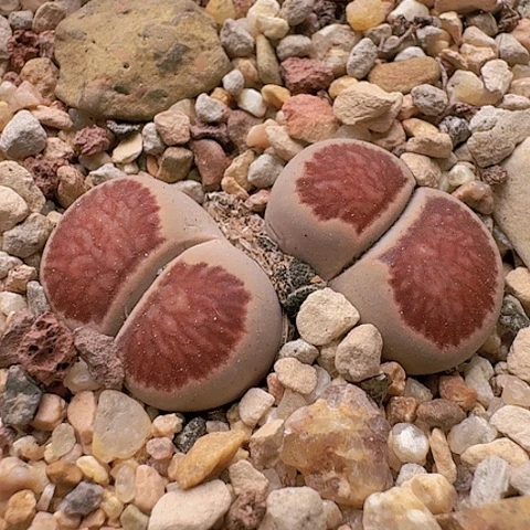 2554菊红窗全窗双头带盆土