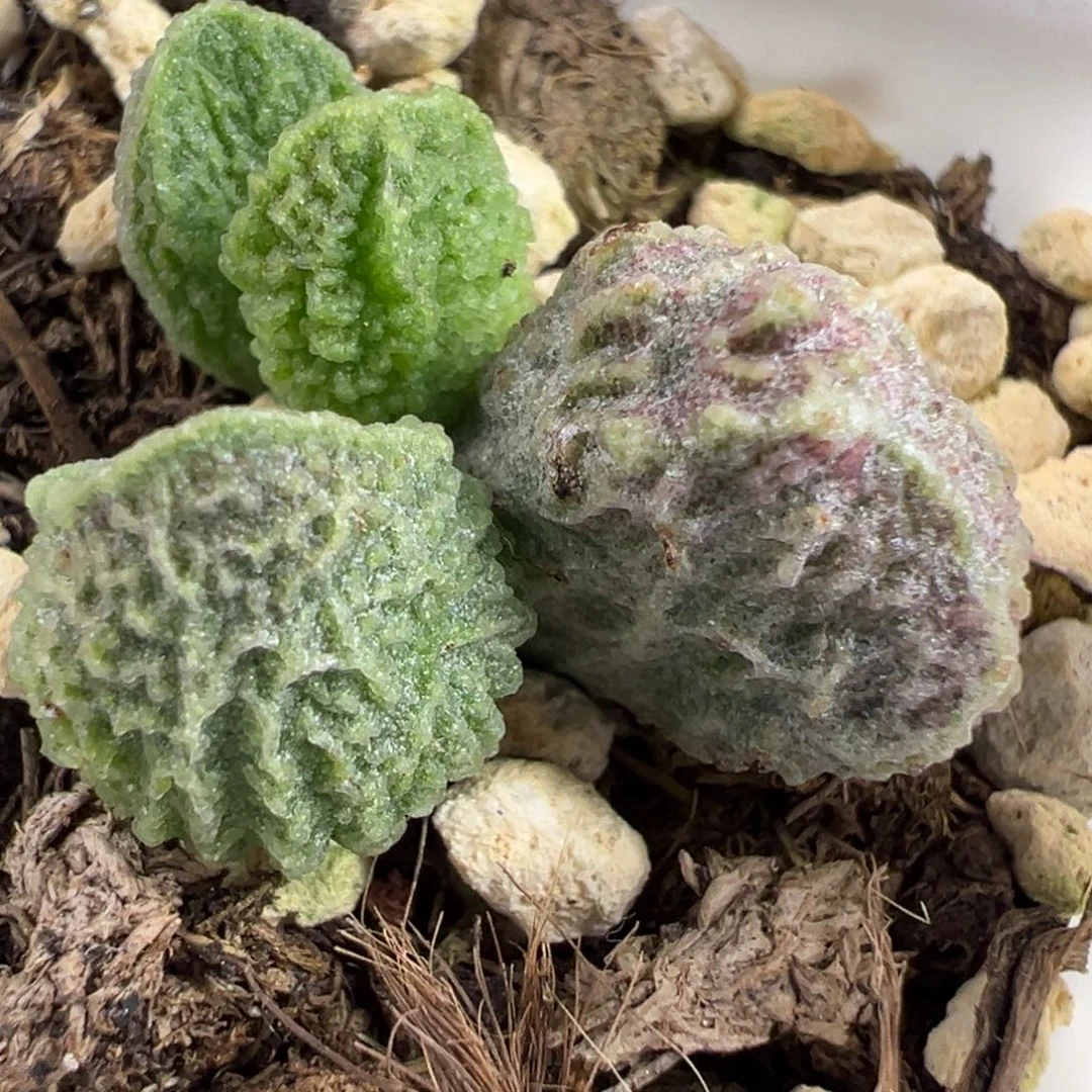 福利款实生新品大苗多肉植物