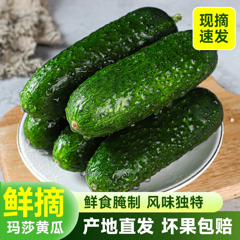 【新鲜玛莎】玛莎小黄瓜新鲜生吃当季现摘蔬菜酸黄瓜旱黄瓜现摘包邮