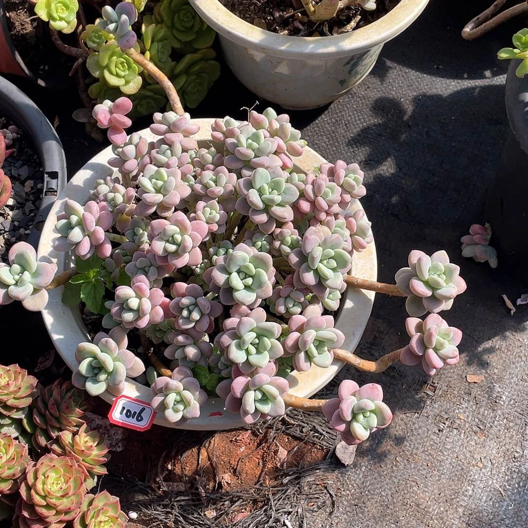 1016洛神 一物一拍多肉