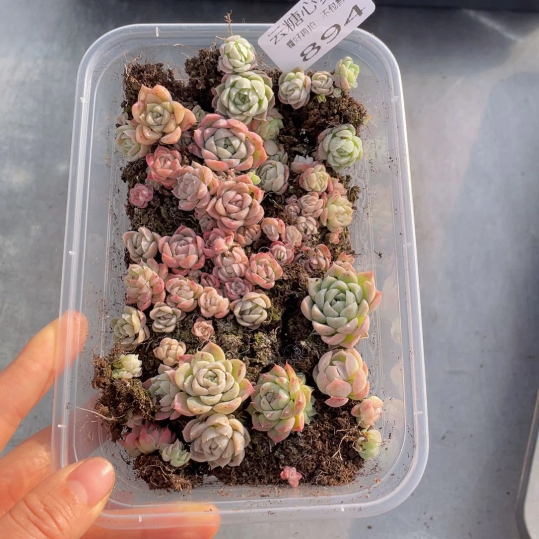 云糖心多肉植物894
