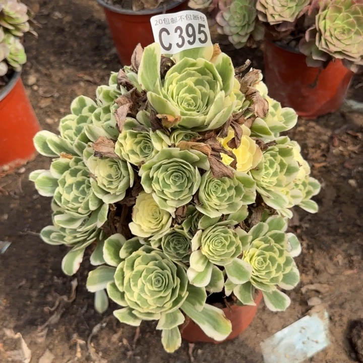 迈巴赫……多肉植物的