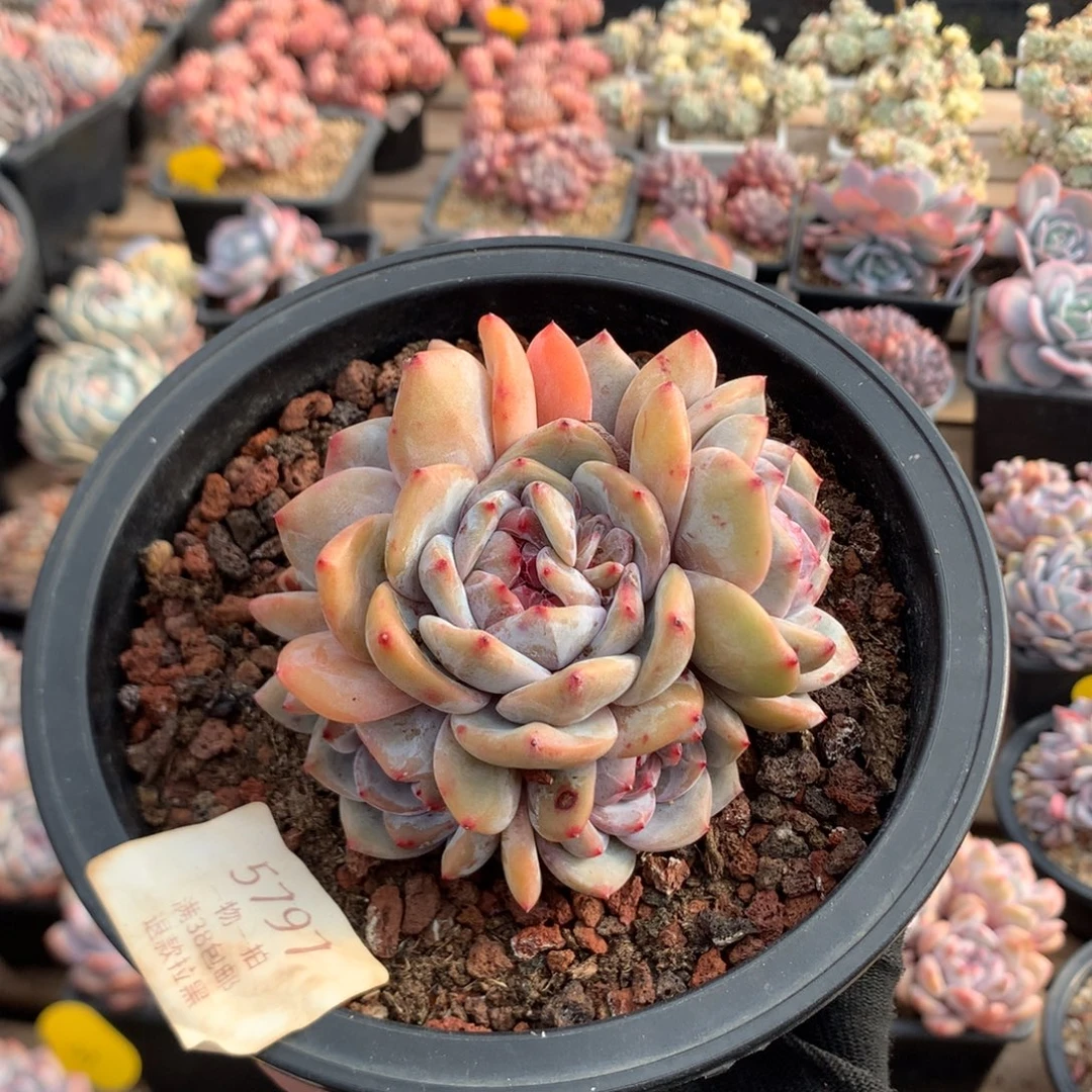 10厘米六头有砍紫皮石榴籽 捧花 5797