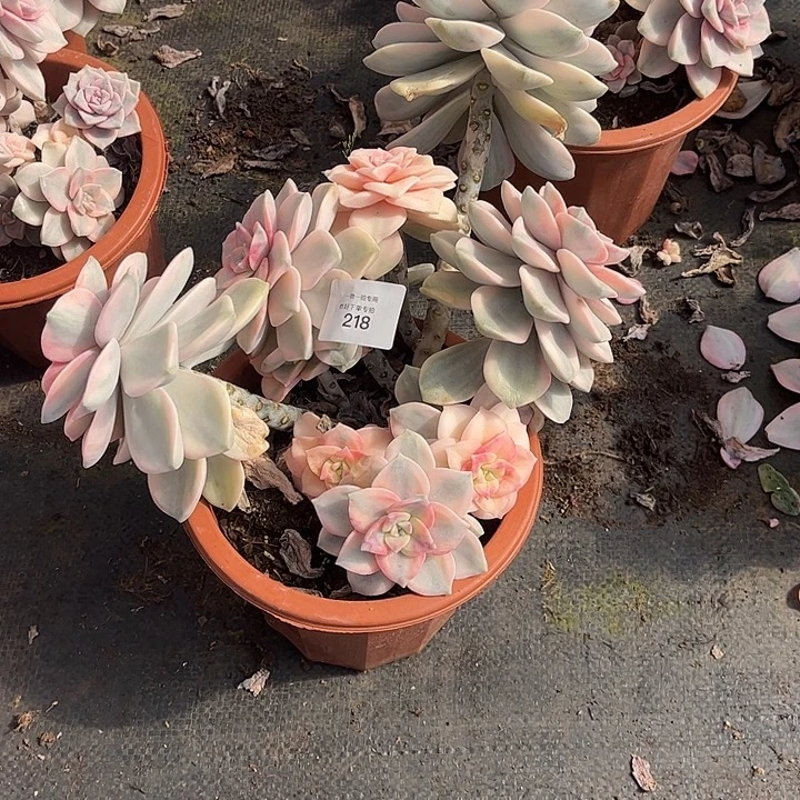 小***哒紫乐锦大群，一物一拍