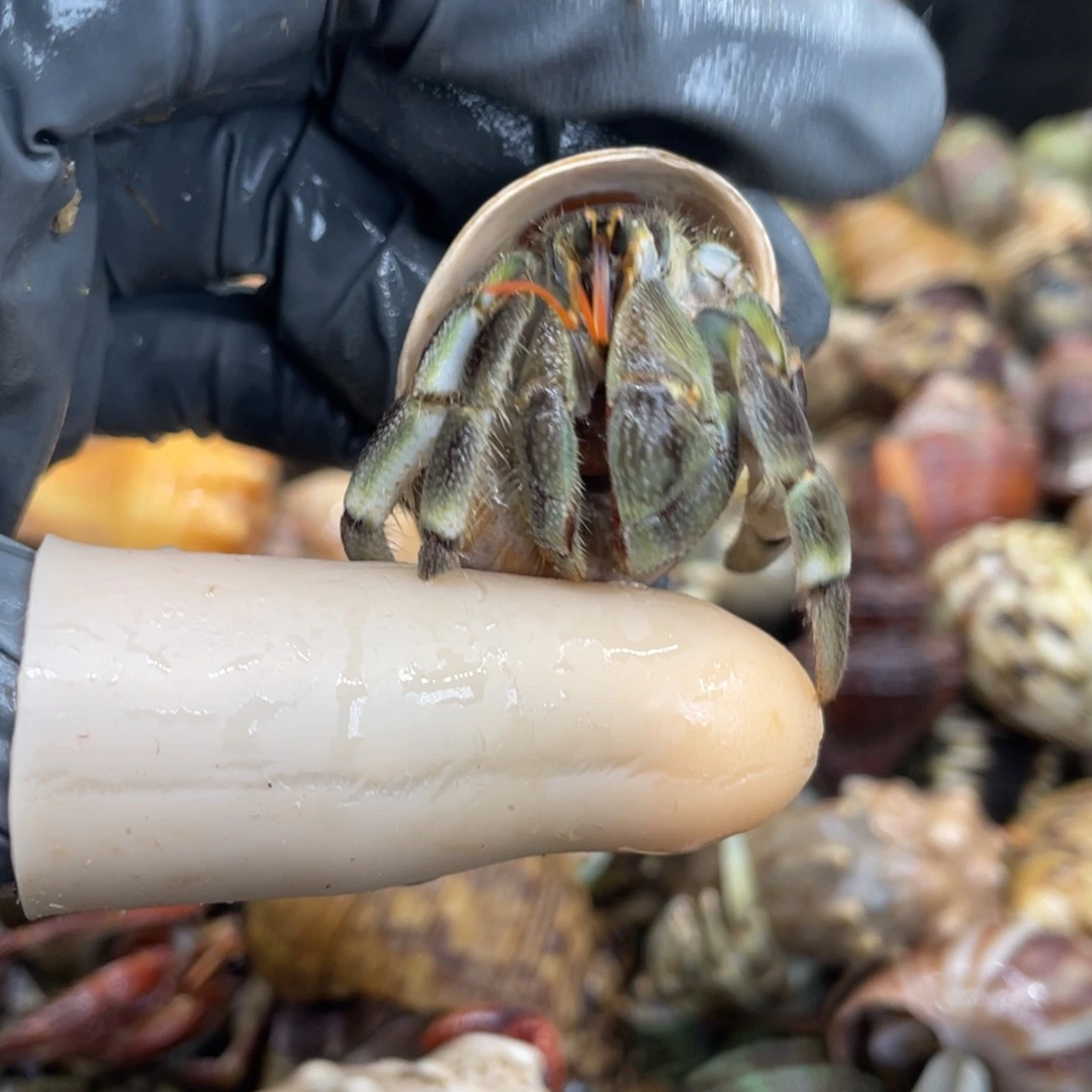 不退不换活体宠物295