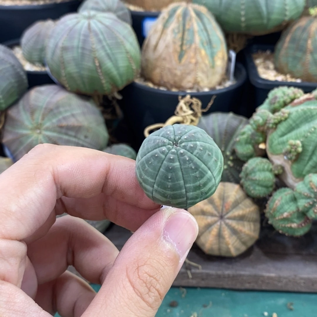 欧系实生布纹球多肉植物