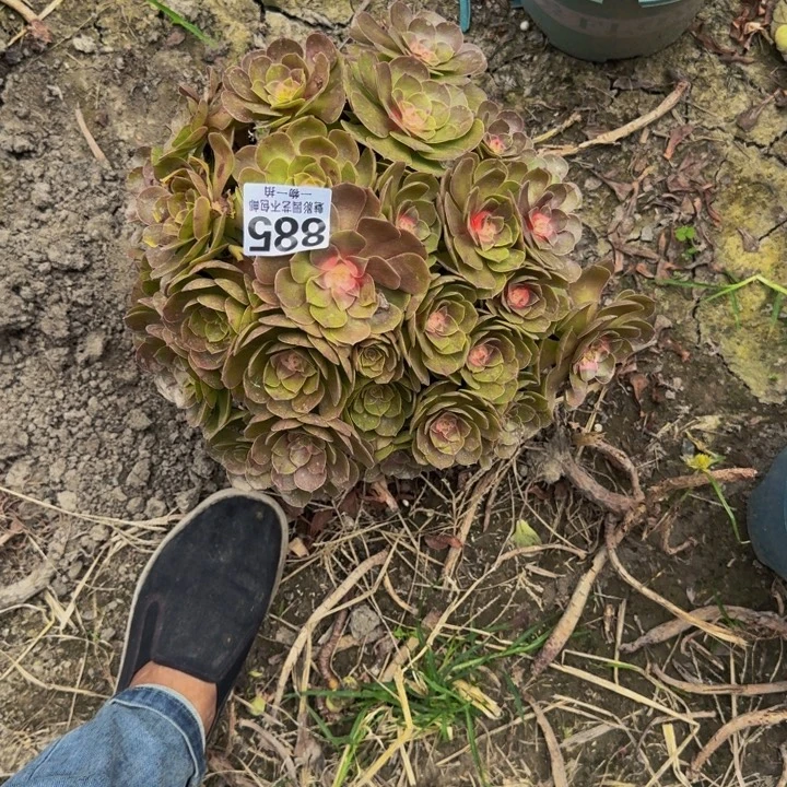 万圣节花29-16包邮花花