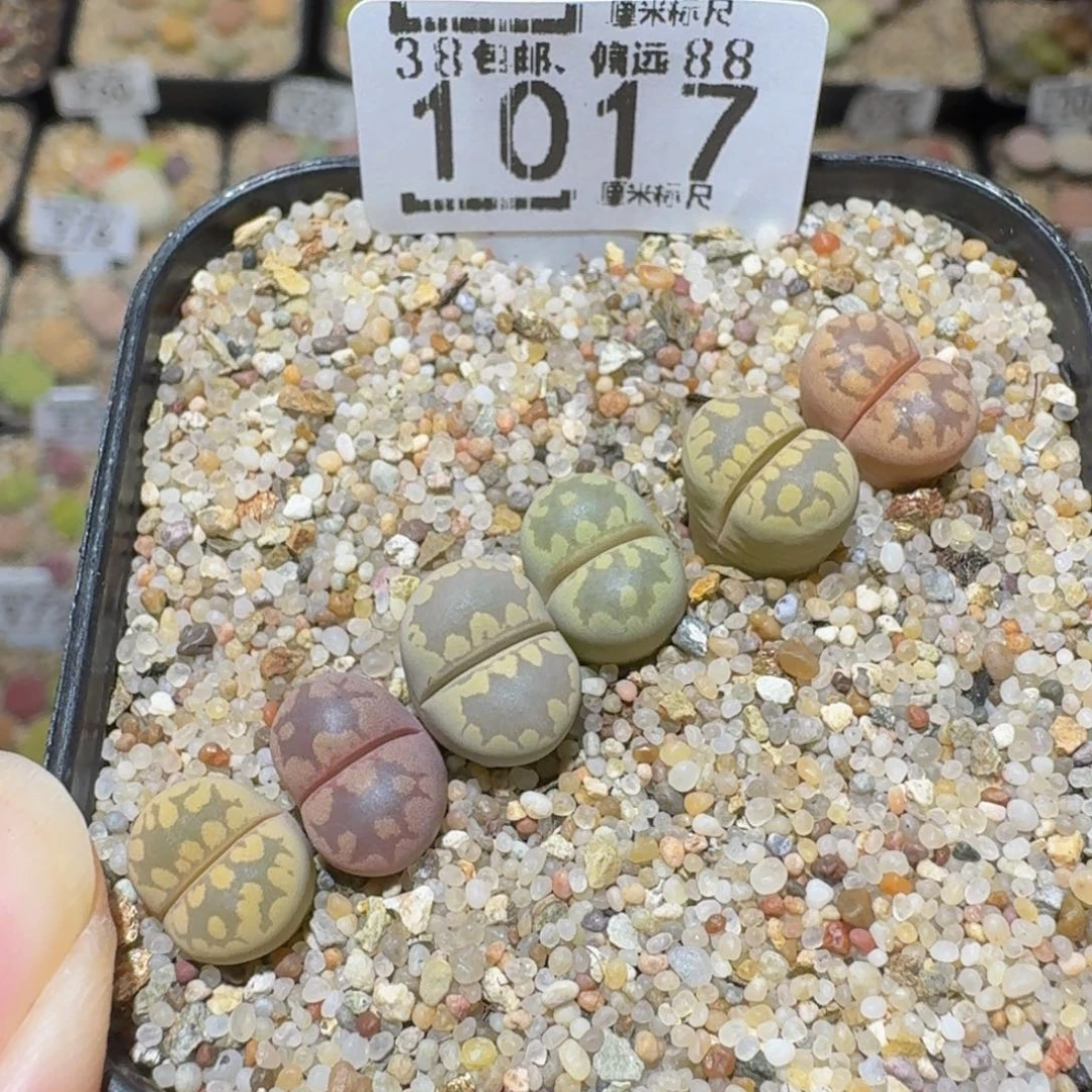 Sssss精品生石花1017