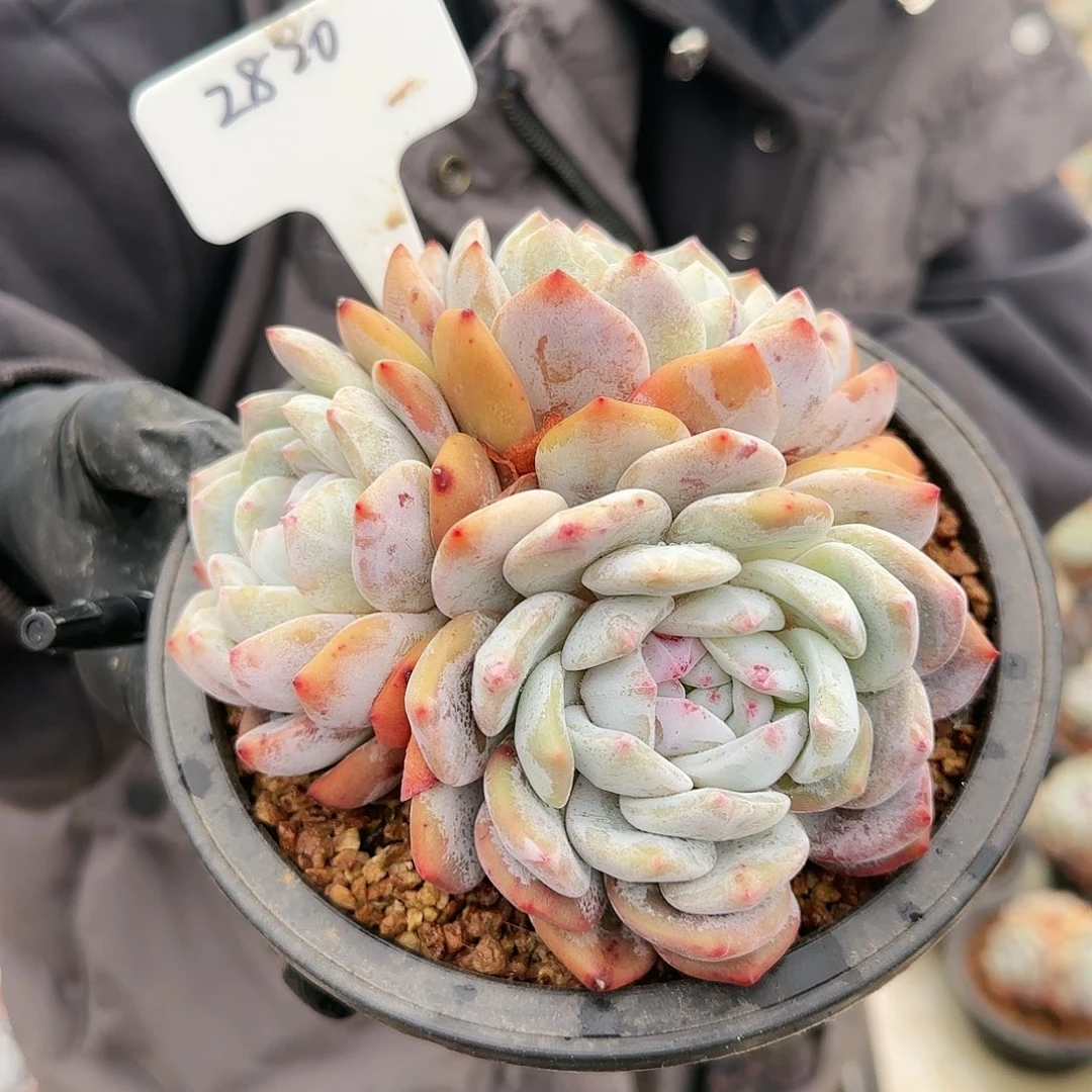 2820号     25    肉