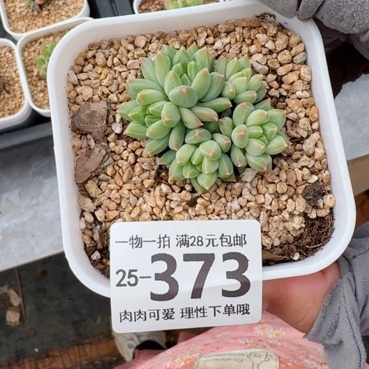 胖体青花瓷无盆土发货