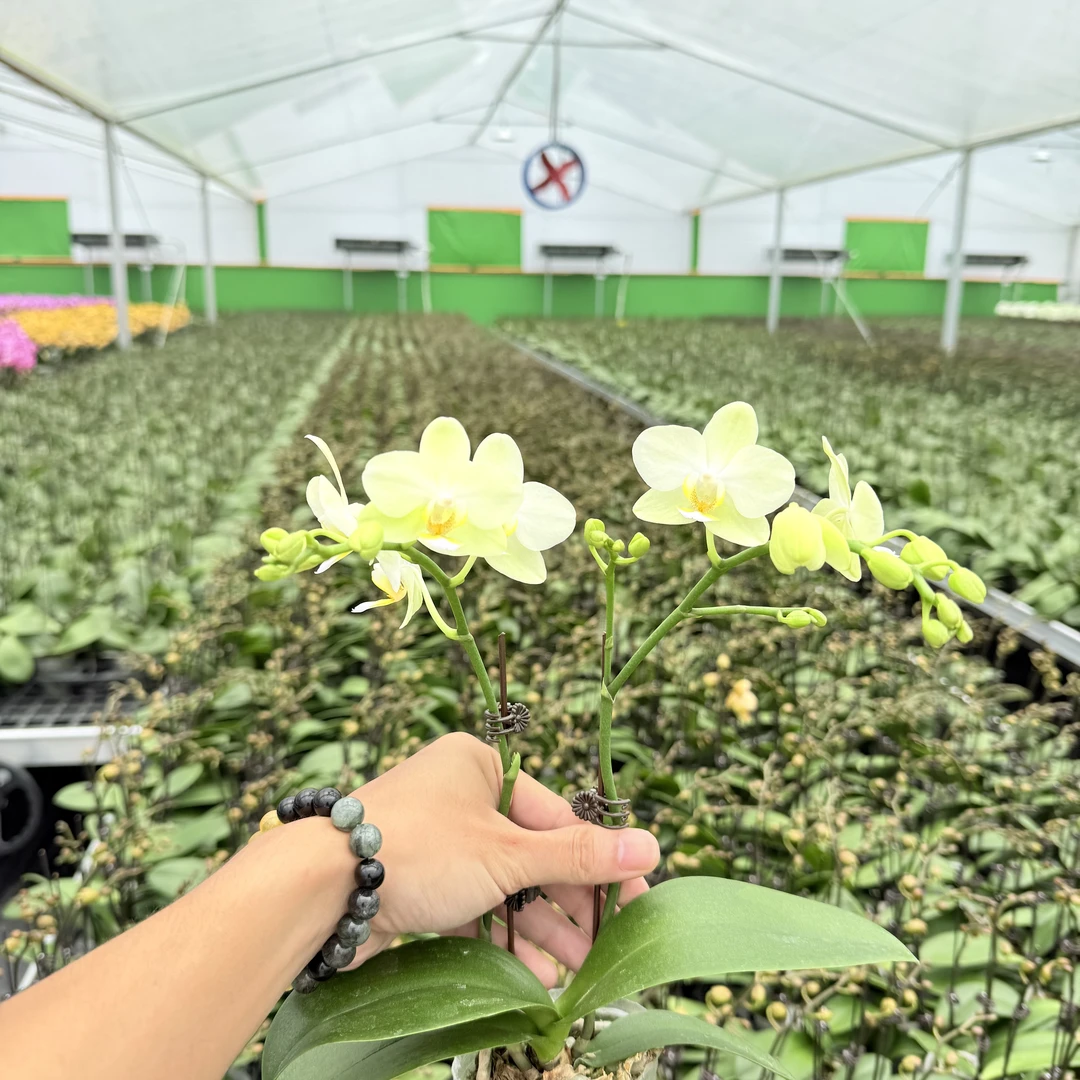 【卡莉】蝴蝶兰精品花卉 带花带花苞 森系桌面款 双花剑 2.8寸杯