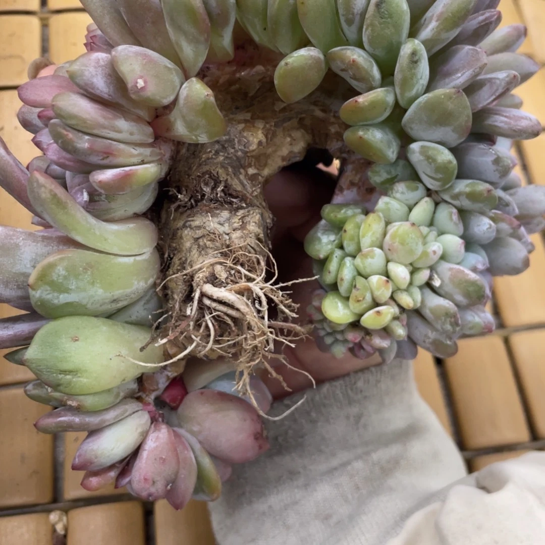 ಇ***ഒ石榴子星影板子上有瑕疵老伤不售后