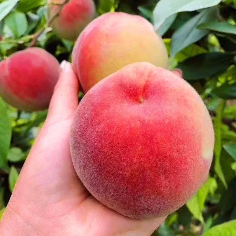 红不软桃子新鲜现摘脆甜水蜜桃毛桃孕妇应当季水果批发整箱3/5斤
