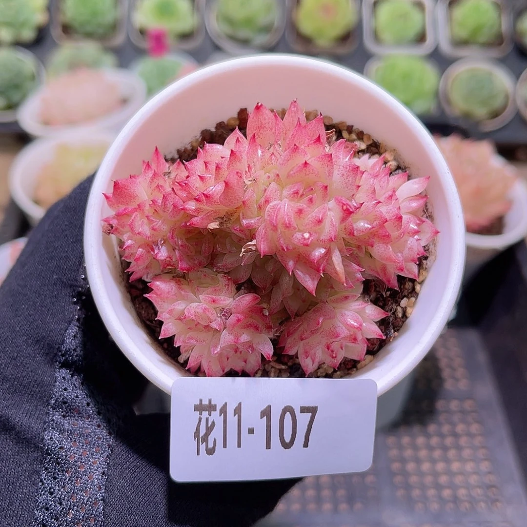 花利美11-107麦秆群