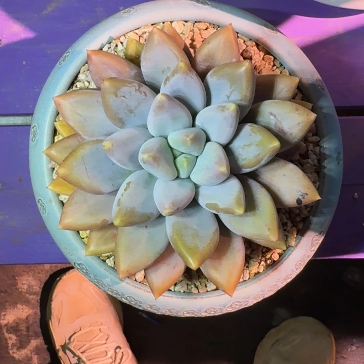 焦糖体 哥特 单头 一物一拍