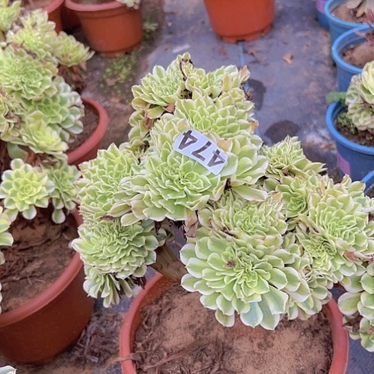 9***8多肉植物一个绿豆沙追
