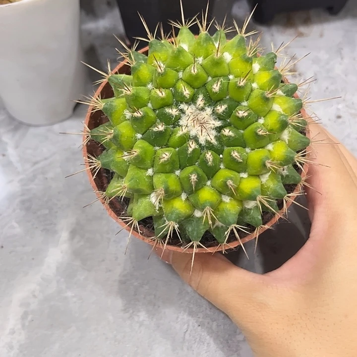 当前无花栽培后可以开花实生根刺球