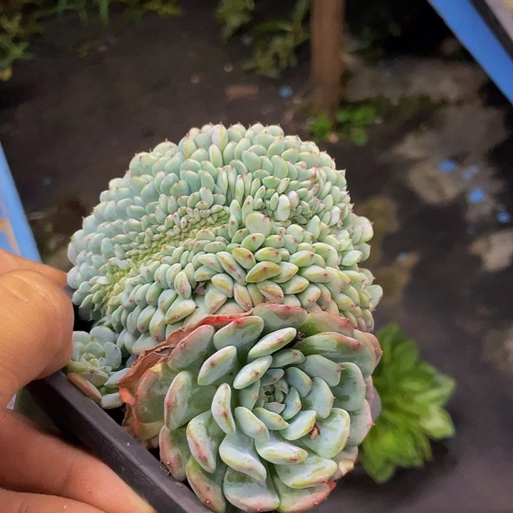 白胖子哦哦哦哦哦哦哦
