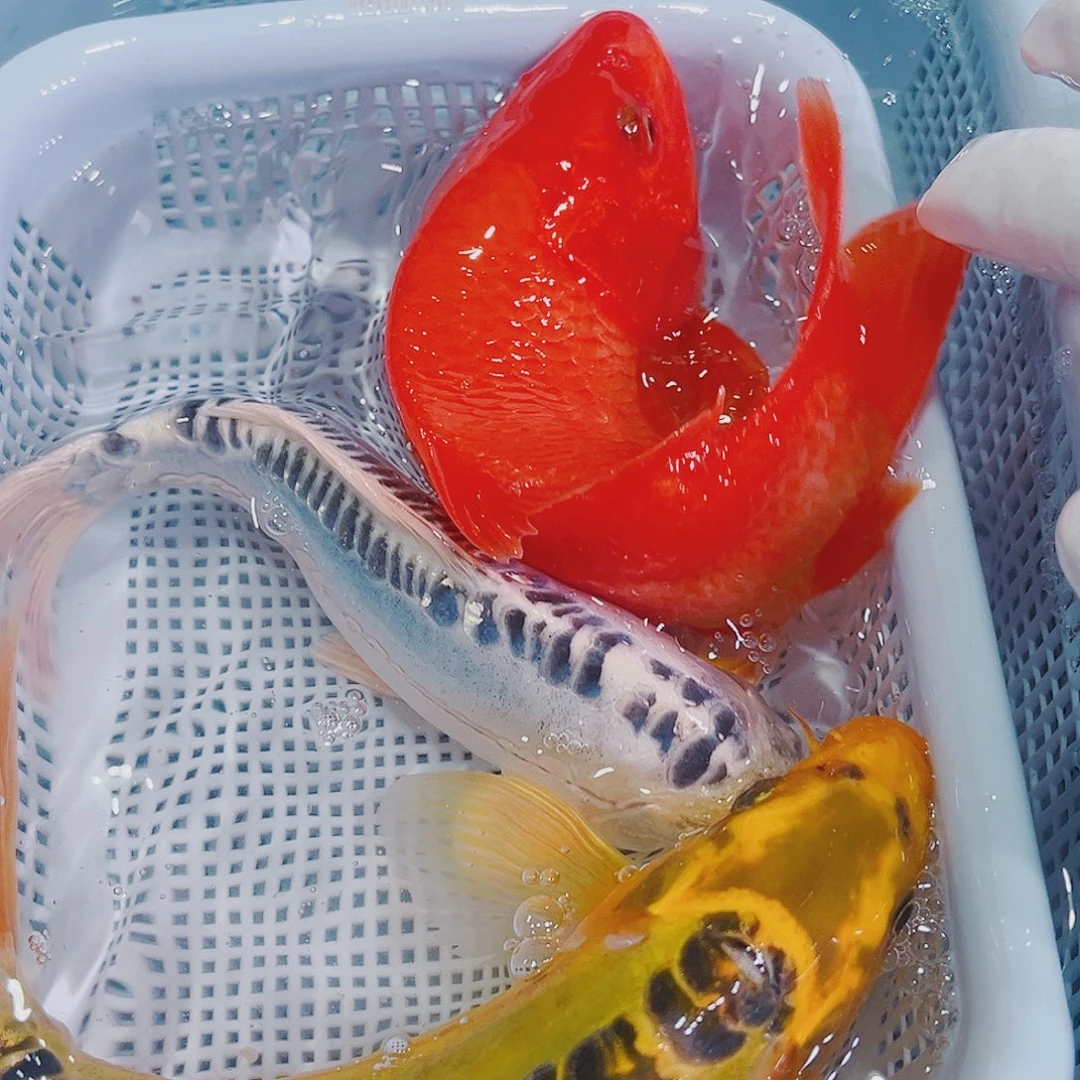 锦鲤锦鲤冷水鱼观赏