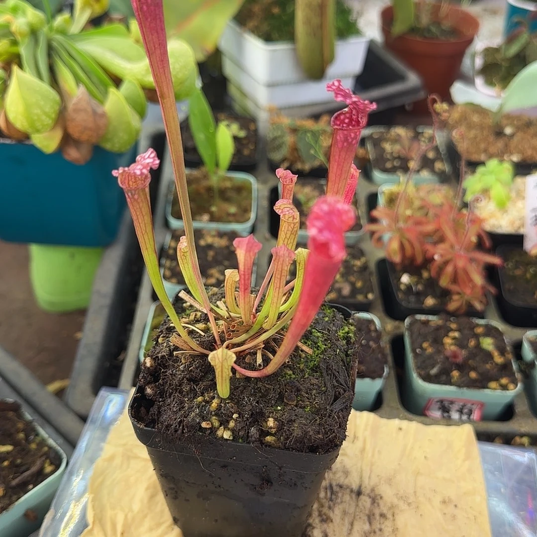 完全开放sl7瓶子草