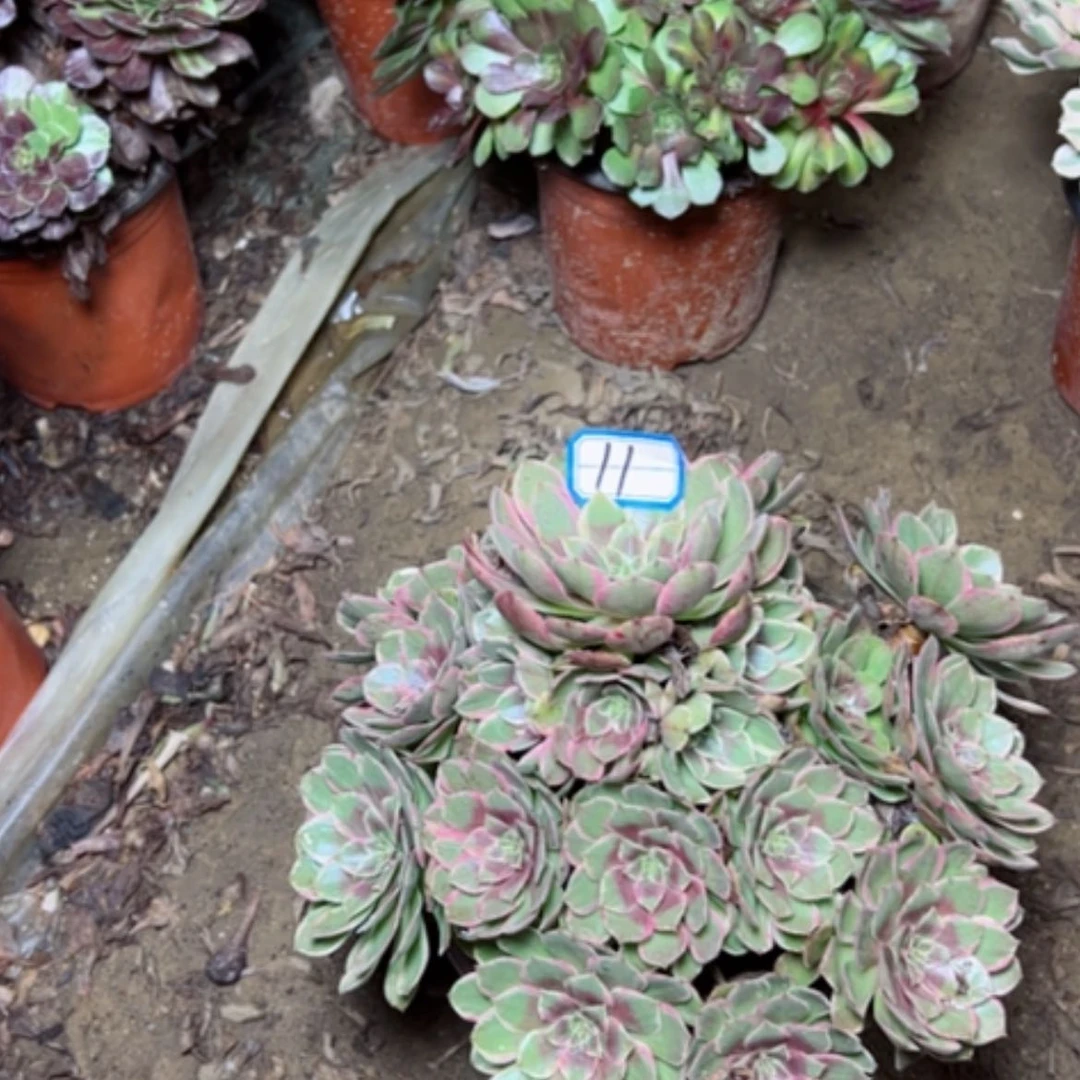 【闪购商品】我**九粉花妖11