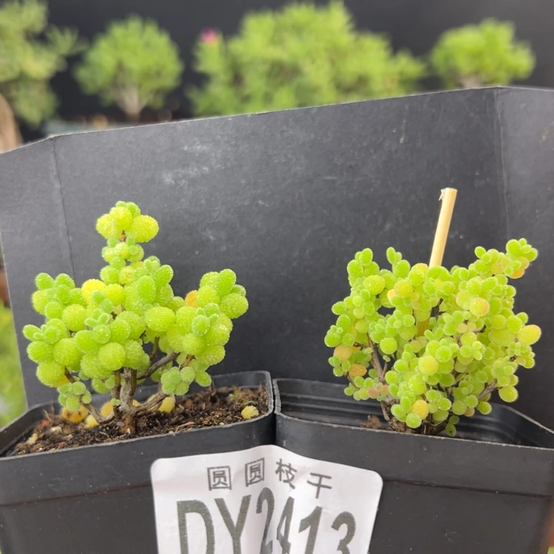 【闪购商品】dy2413金桔蜜橘套餐价