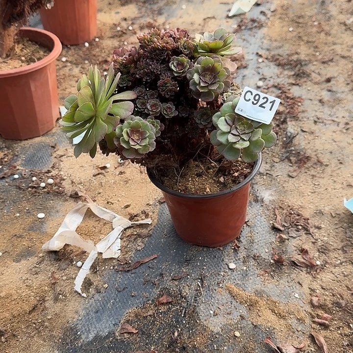 921万缀朵朵有伤一颗满28包邮