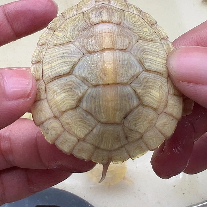 绿毛龟母巴西龟11111