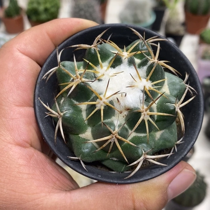 实生安宅象牙特价