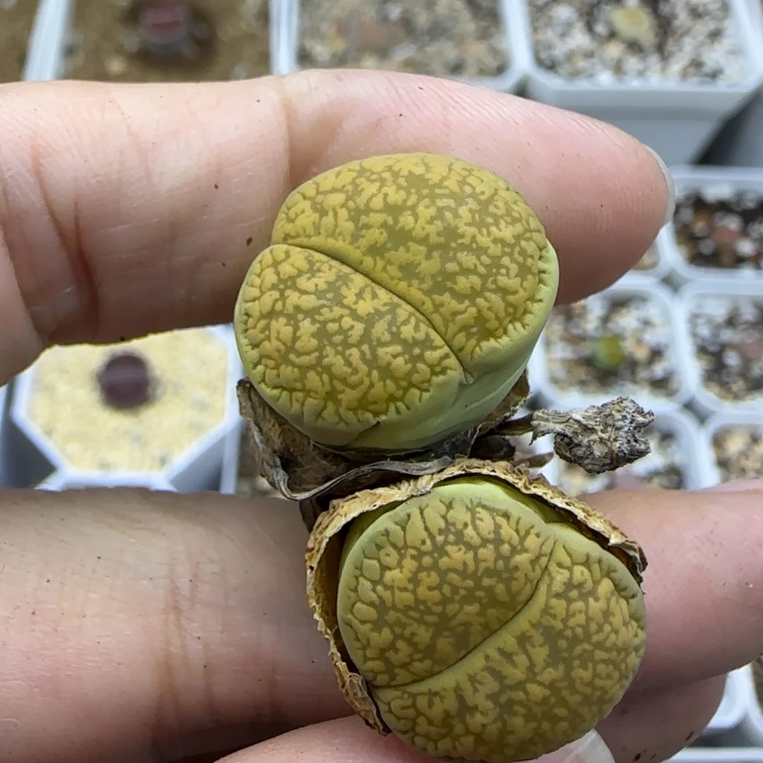81 双头清框福利30包邮