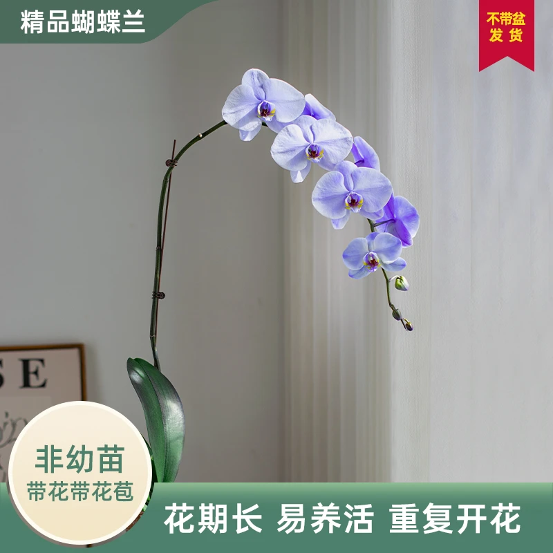 吸色蝴蝶兰大花【马卡龙v】室内带花送礼生长开花种植（8-10朵）
