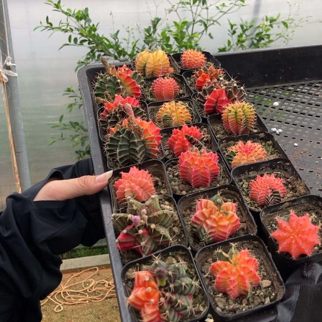 肋骨锦实生一棵单头