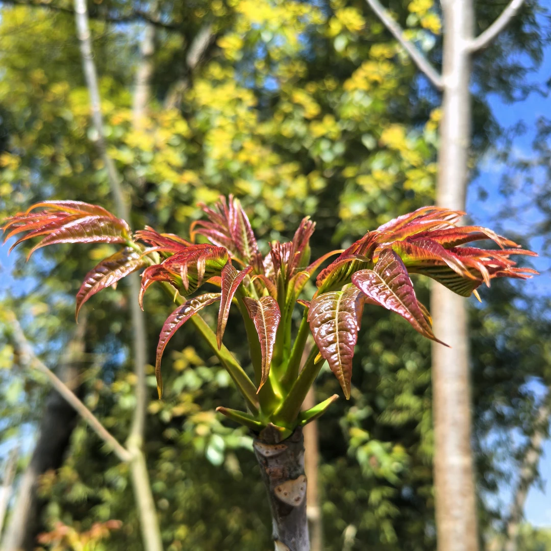【竹邮助农】四川大竹石河露天非头茬香椿椿芽新鲜蔬菜